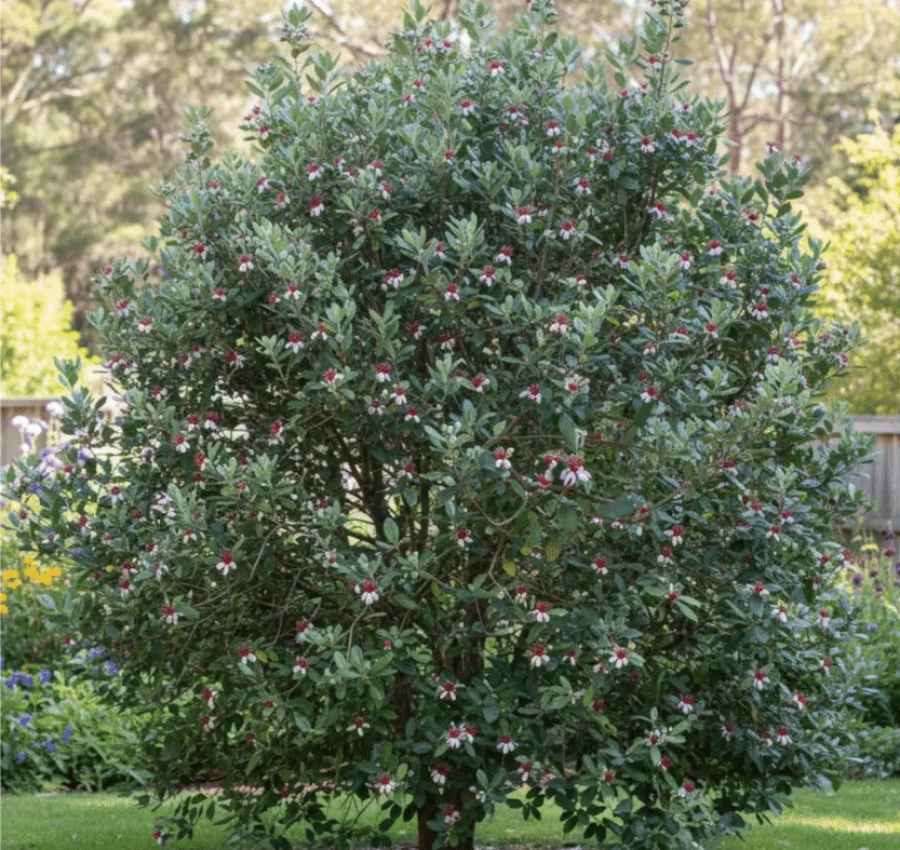 Feijoa 01