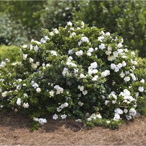 gardenia 09